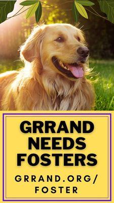 GRRAND is in need of new fosters to help give our pups a break from life in a 5X5 foot kennel.