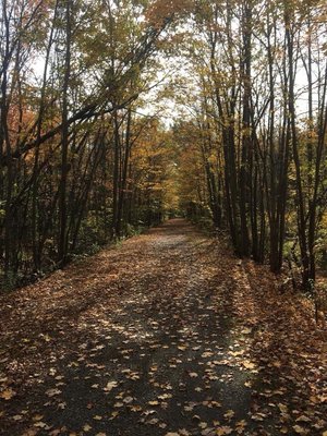 North/South Trail during Autumn - imagine running through this with dozens of leaves falling all around you