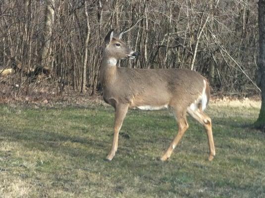 A doe. (A deer. A female deer.)