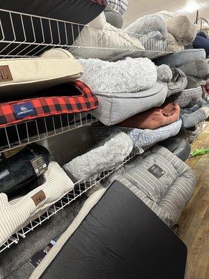 Doggy beds galore