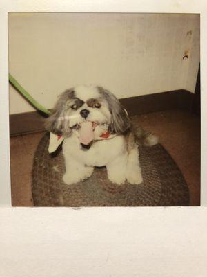 Yopps says Howdy! After his full groom service!