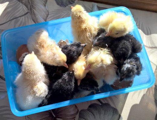 Newly hatched wheaten and black copper chicks