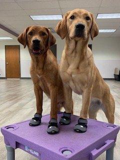 Kyree and Libby practice wearing booties to protect their paws from hot pavement