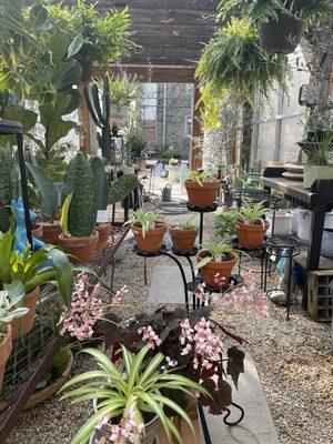 Our greenhouse is filling up with tropicals, succulents, and other unusual plants for inside your home.