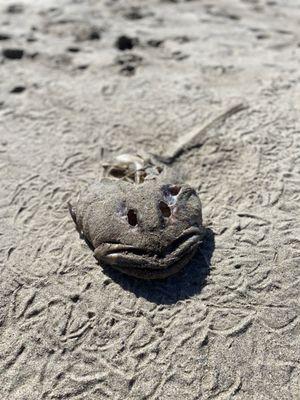 Lots of crazy dead fish on this beach