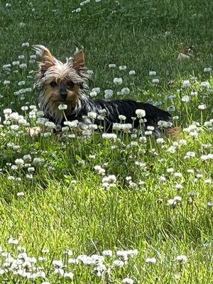 Pepper frolicking in the yard