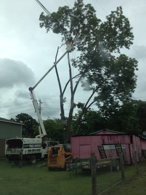 Our crew removing a tree for one of our loyal municipalities.