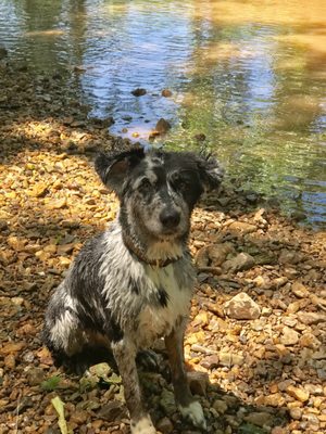 Great Creek for the dogs to cool off