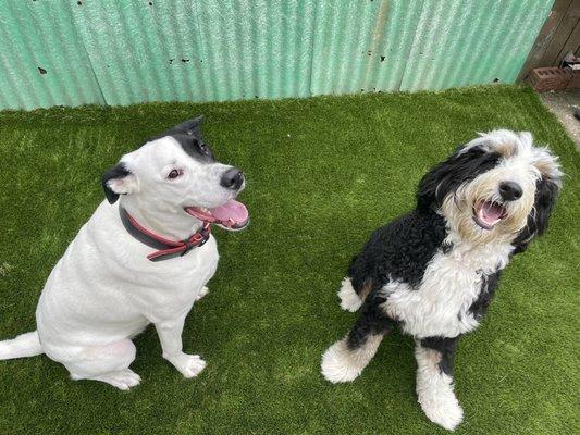 Sparks & Winnie enjoying the new turf