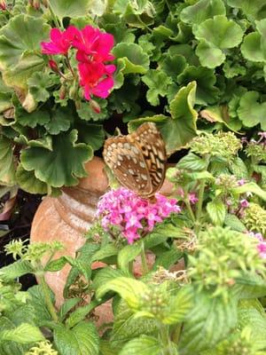 Julie's Antique Flower Factory has beautiful selection of bedding plants!