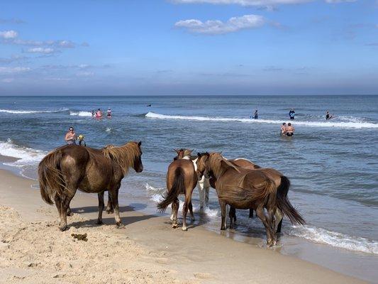 Ponies of Assateague