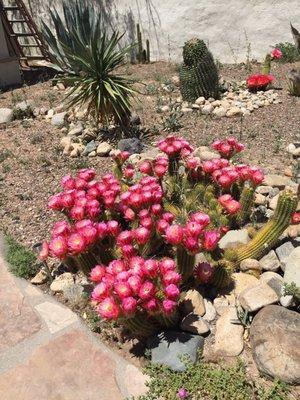 Amazing beauty of Sonoran Desert