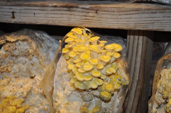 Yellow Oyster mushrooms