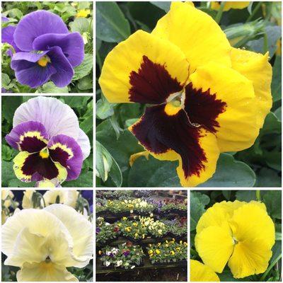 Pansies