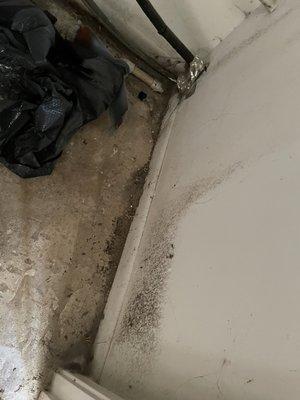 Mold growing after leak in furnace room