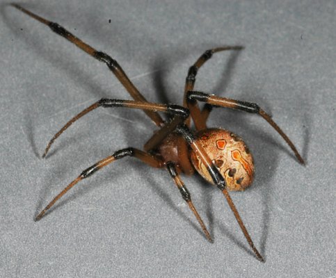 The Brown Widow