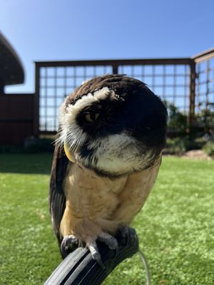 Falconry In The Garden