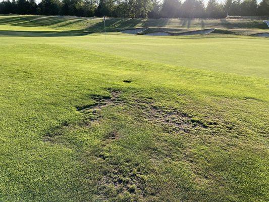 Signature 18th green... poor conditions around the green.