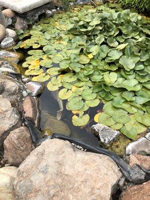 Koi pond. Do you see the giant Master Koi?