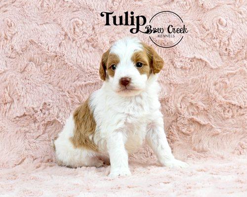 4 weeks old! Sophie's litter of Mini Brittany Spoodles!Christmas puppies! Don't miss out! Females-Raspberry, Victoria, Rose & Tulip