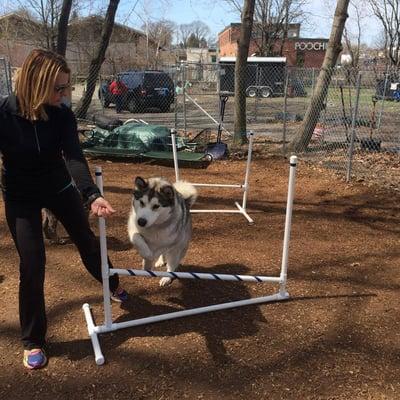 Dog Playgroups and Training