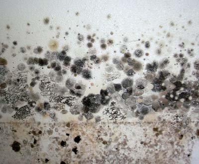 Mold