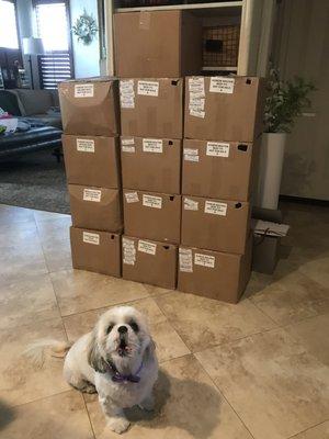 Shih tzu for size comparison of the small beef order. She couldn't wait to try!