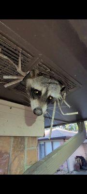 Fortunately, this raccoon only ripped through the soffit vent (an easy repair). Often, they rip through the shingles and roof decking