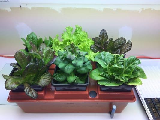 Grow your own lettuce in this easy to use system