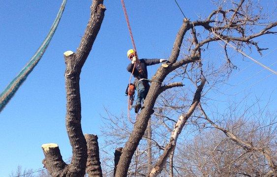 Cross Timbers Arborist