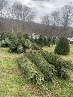 Pre-cut trees