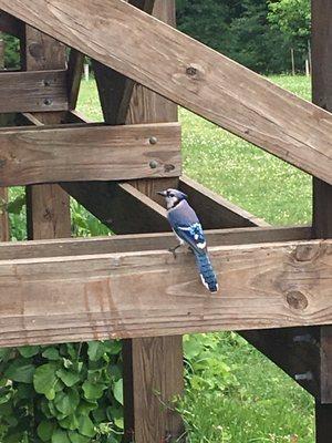 Blue bird observed at Hawk Mountain deck