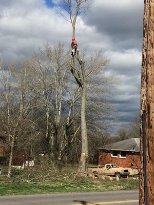 Large maple removal.