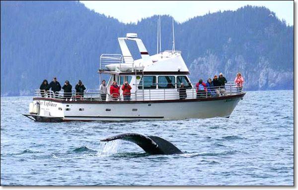 Our boat and a cooperative humpback