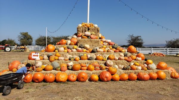 Nice decorations and reasonable price on pumkins and squash. Corn maze is free during October. A good break from Covid19 Shelter In Place.