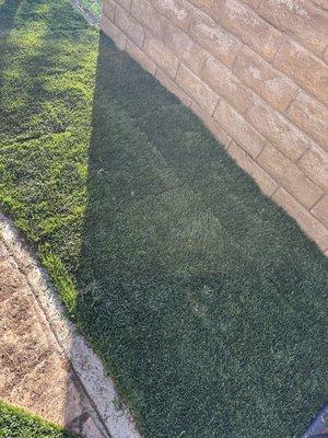 Install sod grass