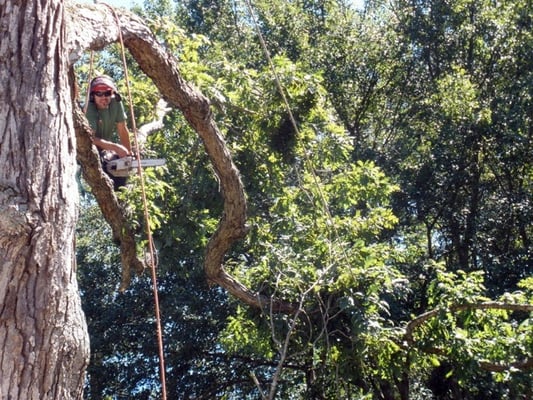 Owner/Arborist Christopher Herold.