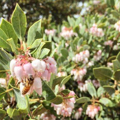 Honeybee on a manzanita flower