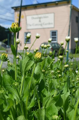 Early Blooms and a shot of the store