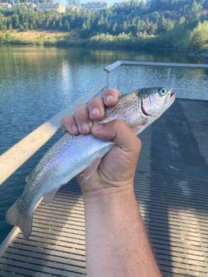 Love fishing for trout