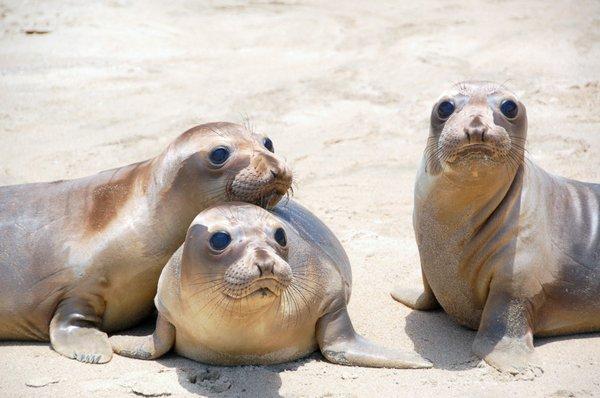 Elephant Seals