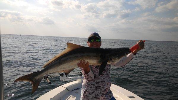 Tampa Bay Cobia