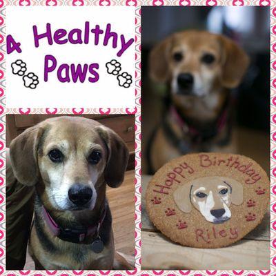 4 Healthy Paws