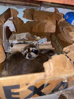 Young family of raccoons in a basement.