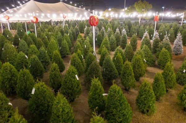 Hundreds of Christmas Trees on Display.