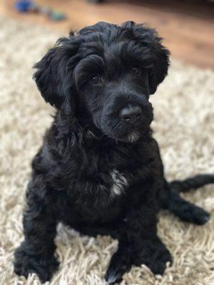 IWe would like to welcome Maui (Portuguese Water) Dog, to the Purely Vapor family.  She can't wait to meet all of our amazing customers!