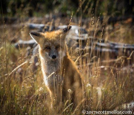 Red Fox in Yellowstone park.