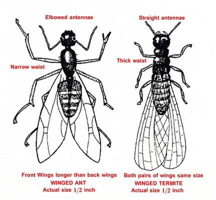 The difference between Flying Ant's & Termites