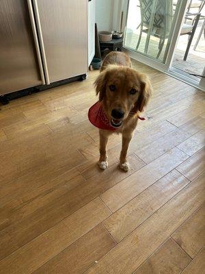 Female golden so fluffy and cute!