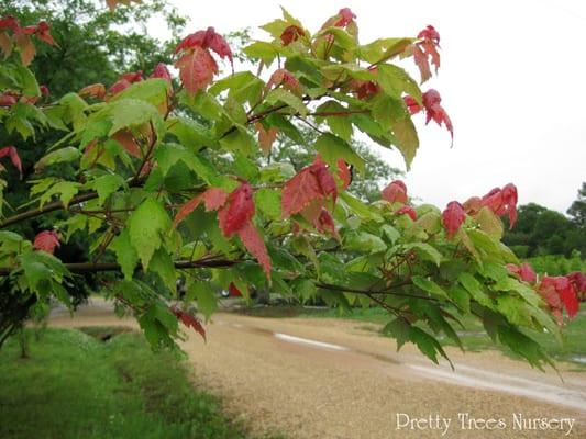 red maple leaf